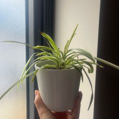 Spider plant
