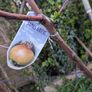 Apple tree James grieve Image 2
