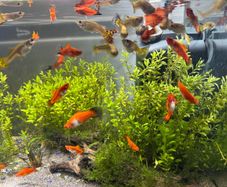 Guppies/Swordtails