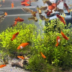 Guppies/Swordtails
