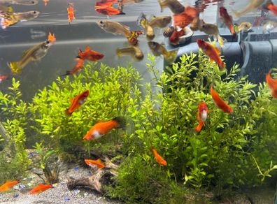Guppies/Swordtails