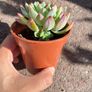 plant Image 3