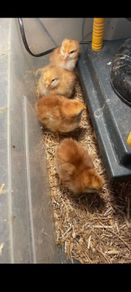 Week old heritage Rhode island red chicks