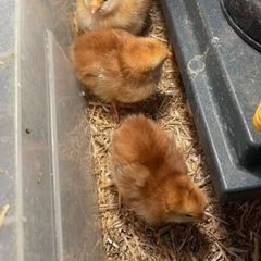 Week old heritage Rhode island red chicks
