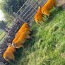 Texel X lambs Image 7