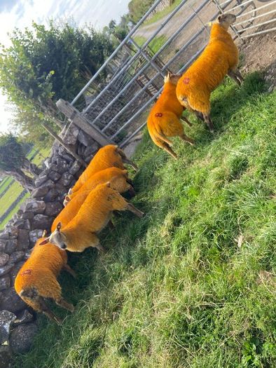 Texel X lambs