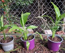Peace Lily plant