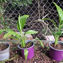 Peace Lily plant