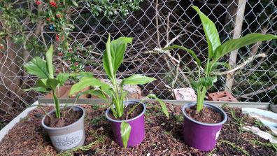 Peace Lily plant
