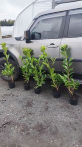 Cherry Laurel in 3 litre pot 3ft 5 euro