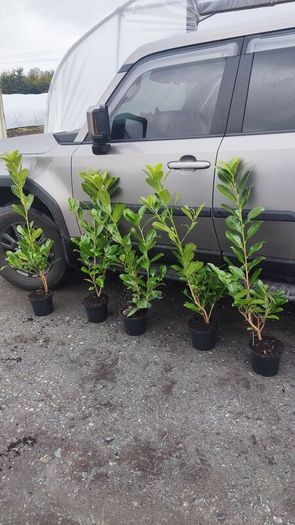 Cherry Laurel in 3 litre pot 3ft 5 euro