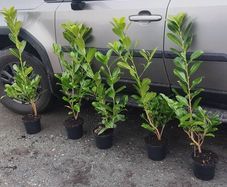 Cherry Laurel Hedging 3ft in 3 litre pot 5 euro