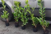 Cherry Laurel in 3 litre pot 3ft 5 euro