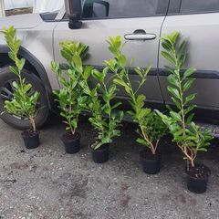 Cherry Laurel in 3 litre pot 3ft 5 euro