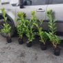 , Offer Red  Cordlline 10 euro, 4 -30 euro Image 5