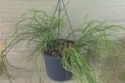 plants