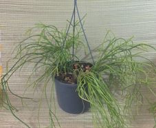 plants