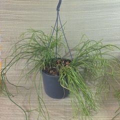 plants