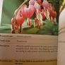 Plant ALERT / A Garden Guide for Parents / Catherine  Collins/ 2001 Image 7