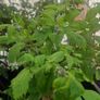 plant raspberry and fuchsia Image 3