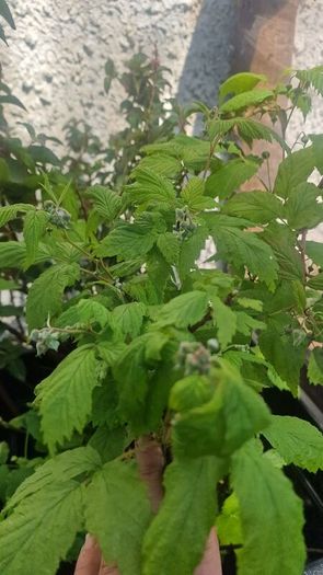 plant raspberry and fuchsia