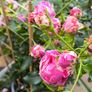 garden plants Image 5