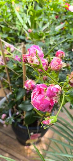 garden plants