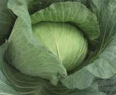 (C) Cabbage Gunma H seeds 30s (125081)