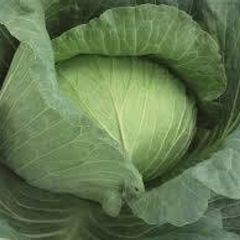 (C) Cabbage Gunma H seeds 30s (125081)