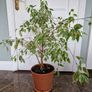Weeping fig plant Image 2