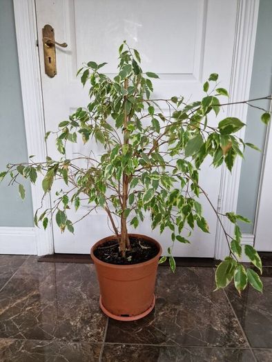 Weeping fig plant