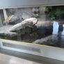 reptile tank Image 2