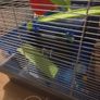 hamster cage Image 2
