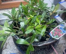 Skimmia Japonica Rubella
