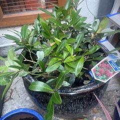 Skimmia Japonica Rubella