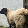 Suffolk rams for sale Image 2