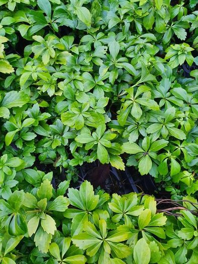 Large Plants and Shrubs