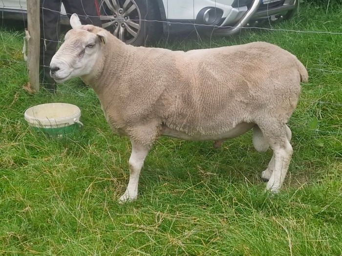 4 Year Old PBNR Belclare Ram