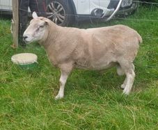 4 Year Old PBNR Belclare Ram