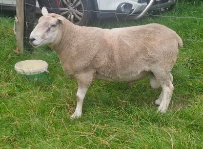 4 Year Old PBNR Belclare Ram