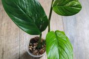 No.1 Monstera Lechleriana Variegated