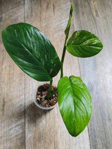 No.1 Monstera Lechleriana Variegated