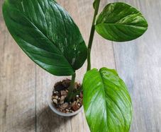 No.1 Monstera Lechleriana Variegated