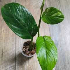 No.1 Monstera Lechleriana Variegated