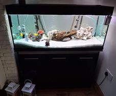 Fish Tank
