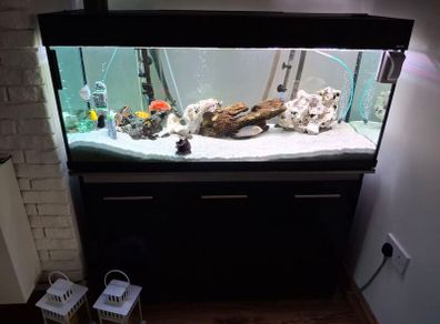 Fish Tank