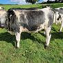 Heifers Image 10
