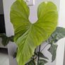 Anthurium Balaoanum Plant Image 2