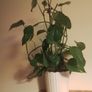 Epipremnum aureum Image 3