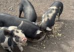Piglets
